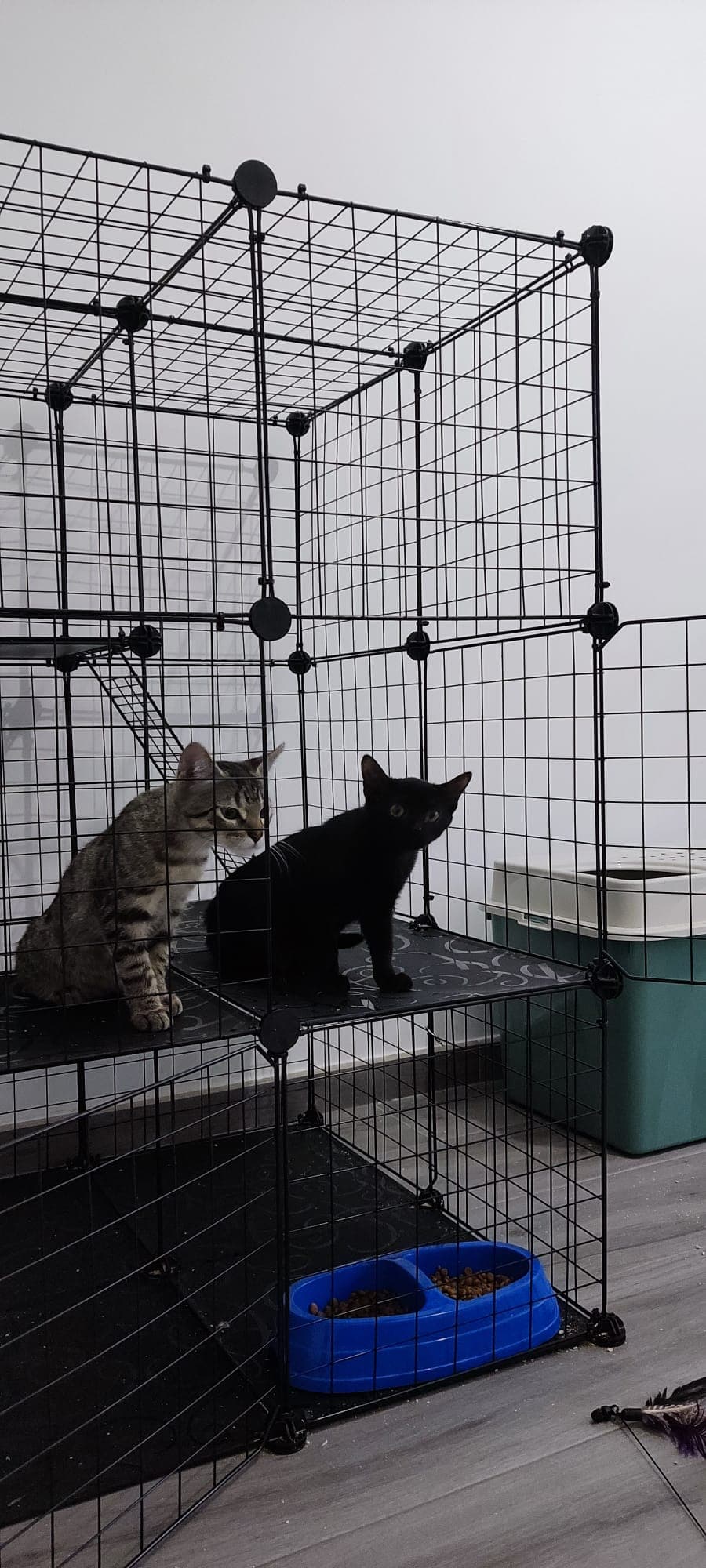 Foto de Gin
