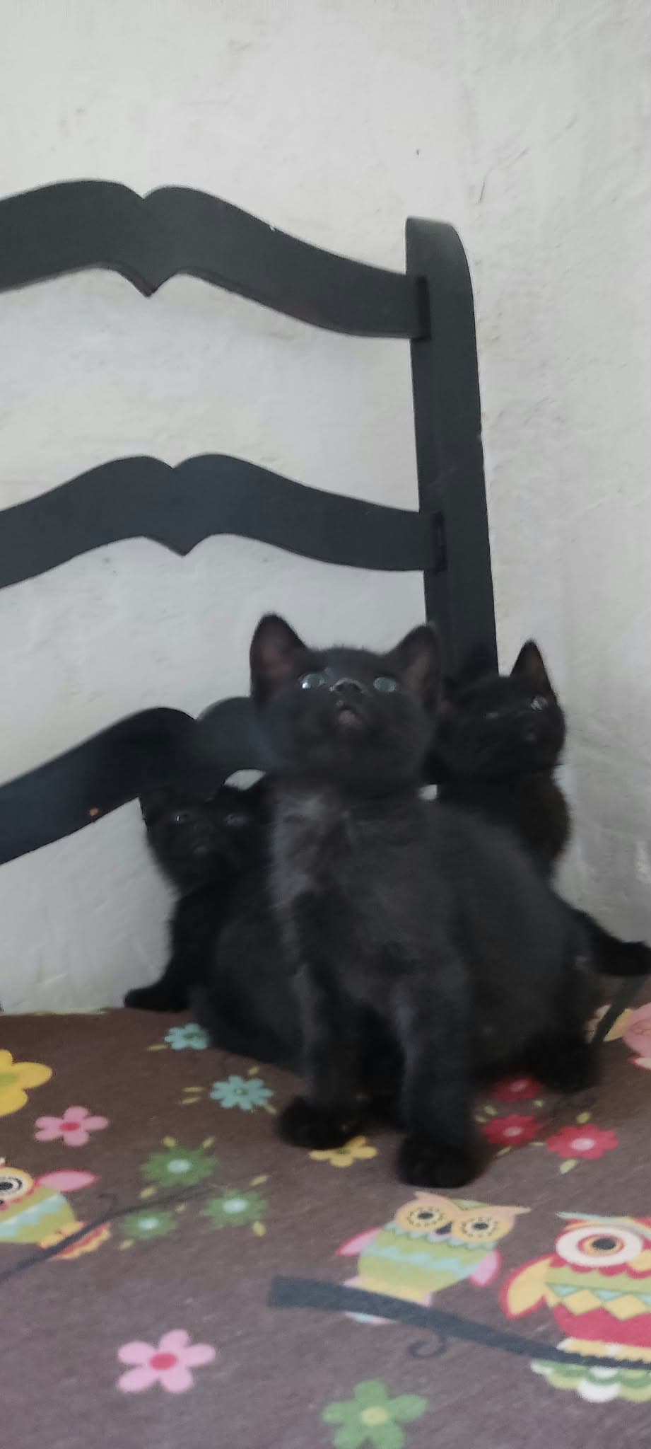 Foto de Robin