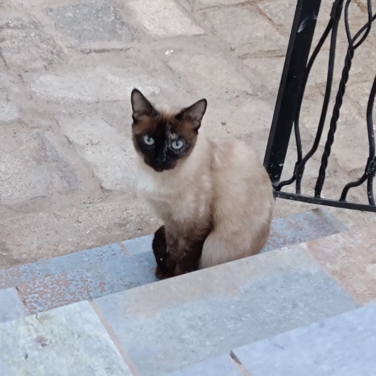 Sofi
